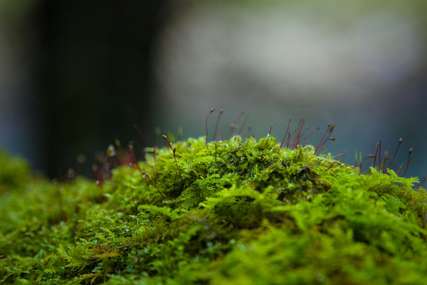 Musgo sobre la tierra del bosque