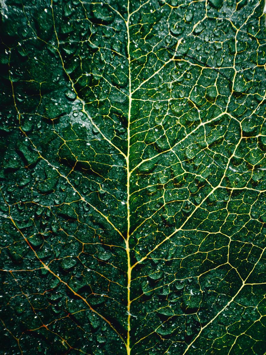 Hoja verde con gotas de agua y la red de sus nervaduras
